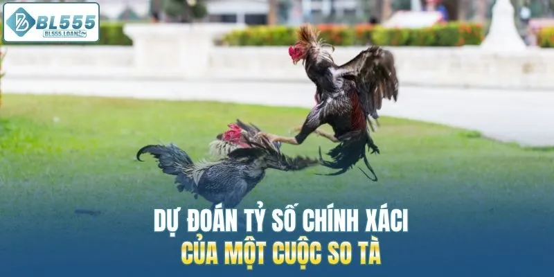dự đoán tỷ số chính xác
