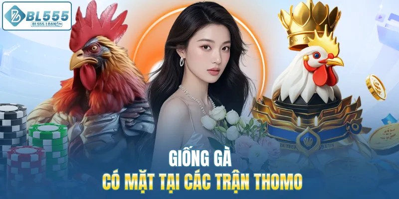 giống gà có mặt tại các trận thomo