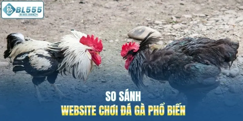 cách chơi đá gà phổ biến 